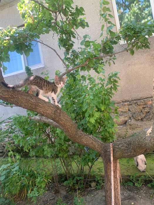Отдам котика в добрые руки