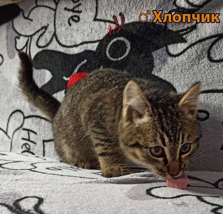 Кошенята, 3 на вибір (пухнасті і пухаті)