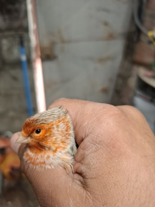 Canario agata vermelho nevado