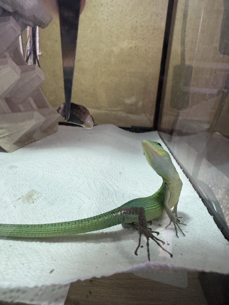 Gastropholis prasina mint jaszczurka szmaragdowa półroczna samiczka