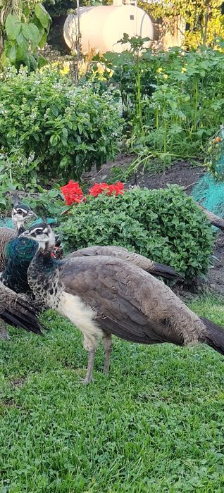 Młode pawie indyjskie