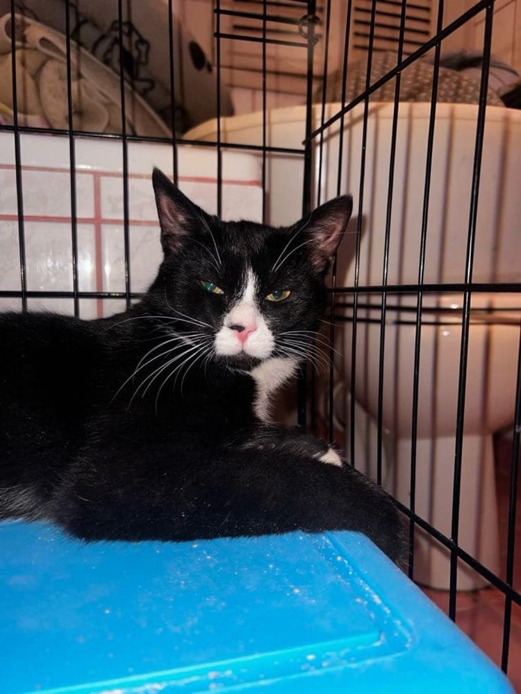 Łagodny i towarzyski Stich szuka domu - kocurek kot do adopcji