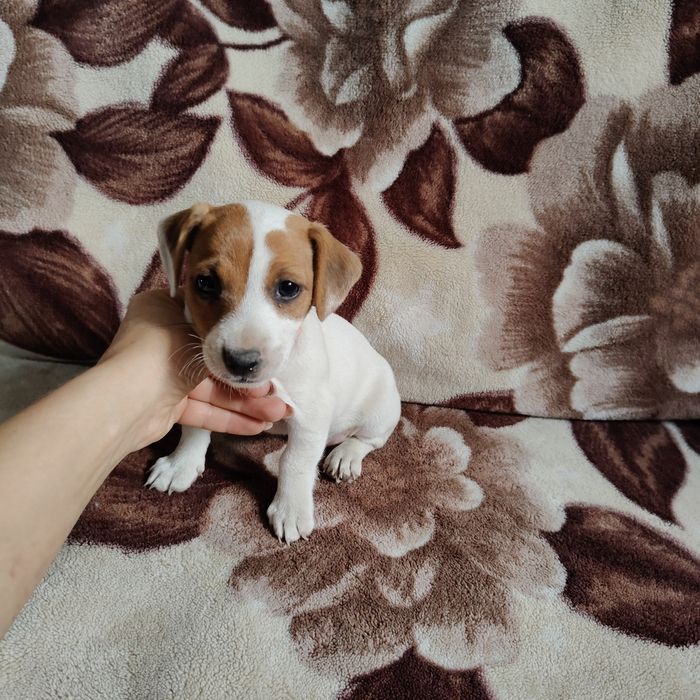 Jack Russell szczeniak suczka