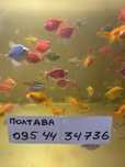 Аквариумные рыбки