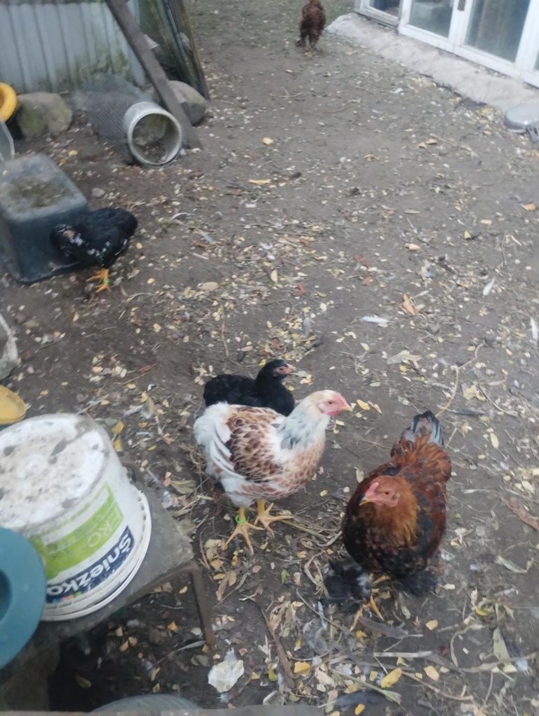 Sprzedam kury Wendotte i koguty Brahme