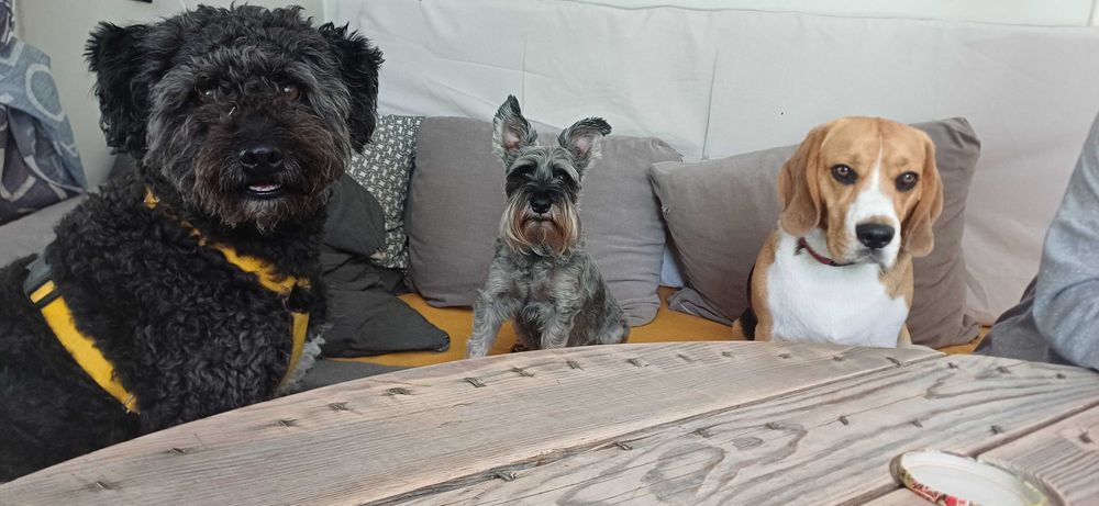 Hotel dla psów , zwierząt ,opieka nad psem Częstochowa Wieluń