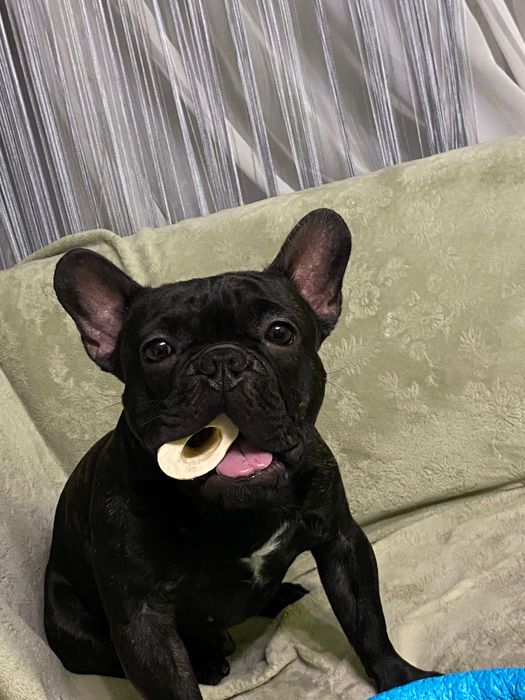 Французский бульдог Стич, ищет себе невесту