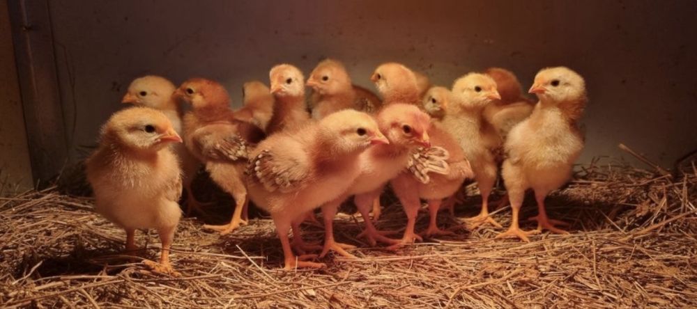 Vendo pintos de raças