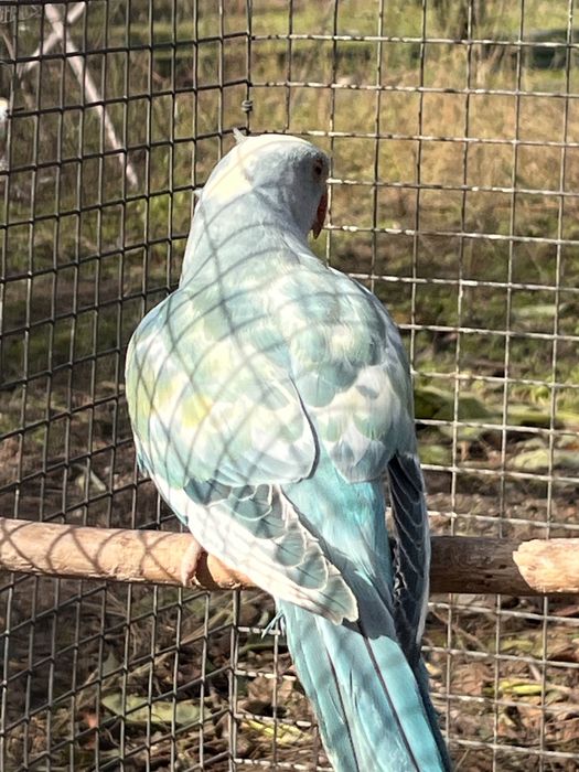 Ring Neck recessivo 2025