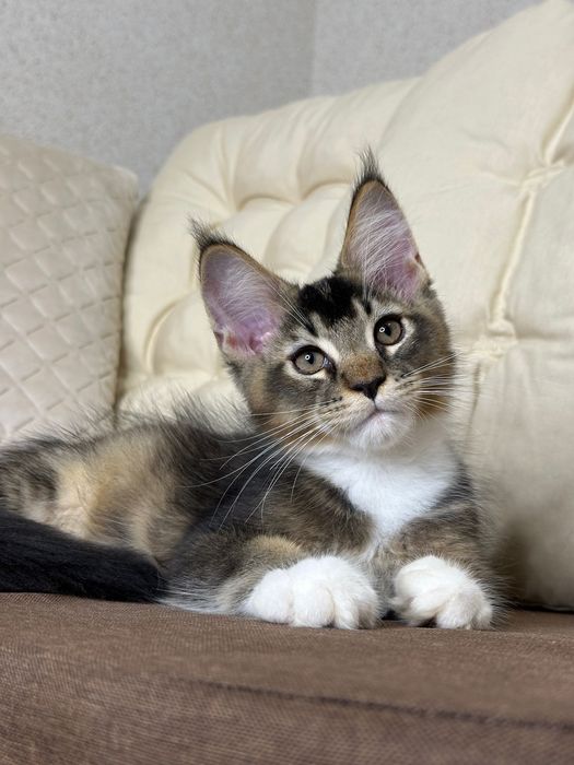 Las Vegas-kocurek Maine Coon