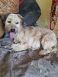West mix,2 letnia, 11kg, Bunia, lękliwa, adopcja za darmo oddam