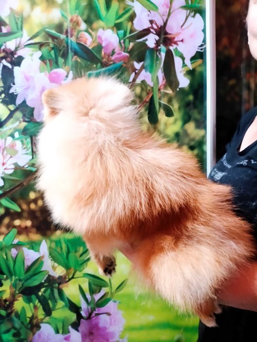 Шпіц дівчинка КСУ 10міс