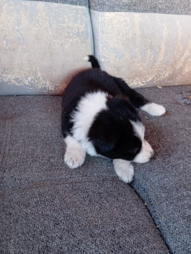 Piesek border collie