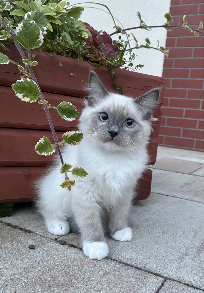 Ragdoll super kocurek