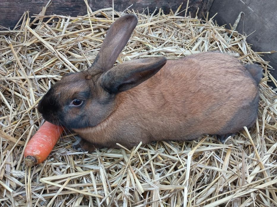 Młode Samice-królik