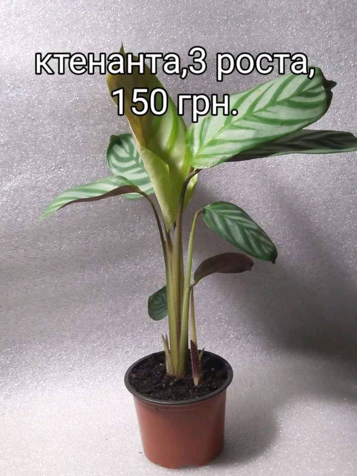 Фікуси,гібіскуси,алоказії,стефанотіс, пассіфлора ,маранта