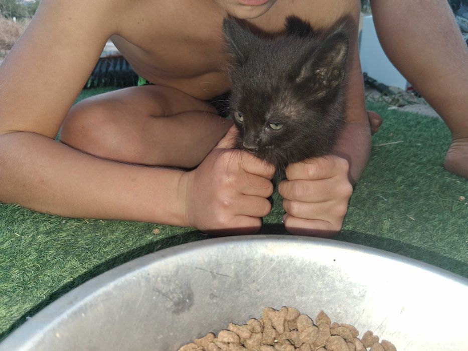 2  gatinhos procuram os donos. Muito meigos ,e super giros!