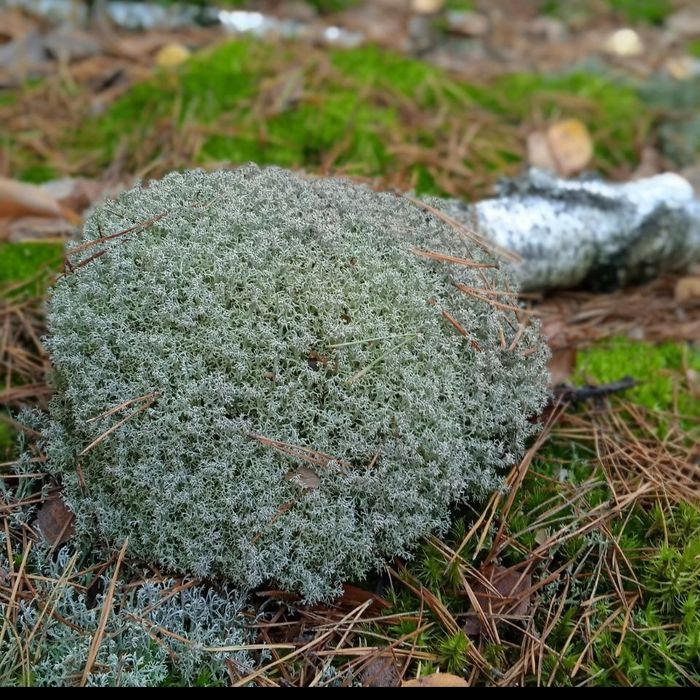 Продаю мох ягель!