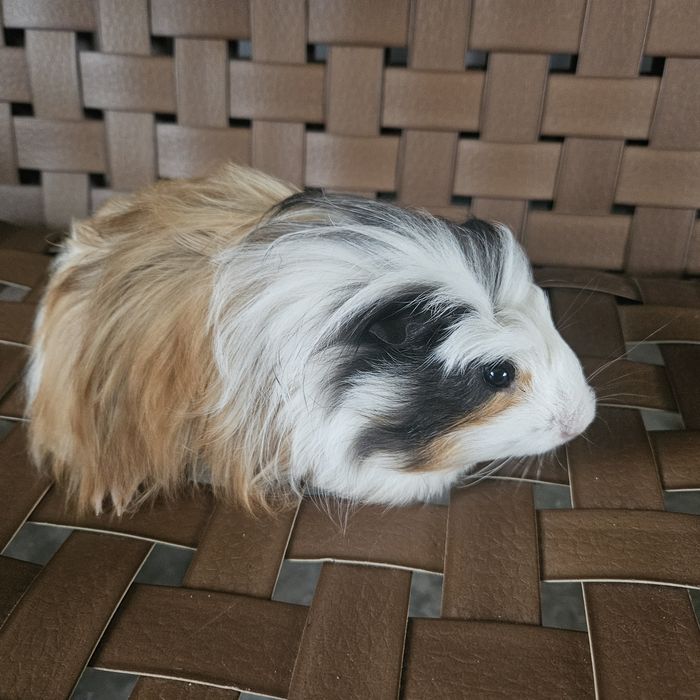 Świnka morska rasa sheltie , silki