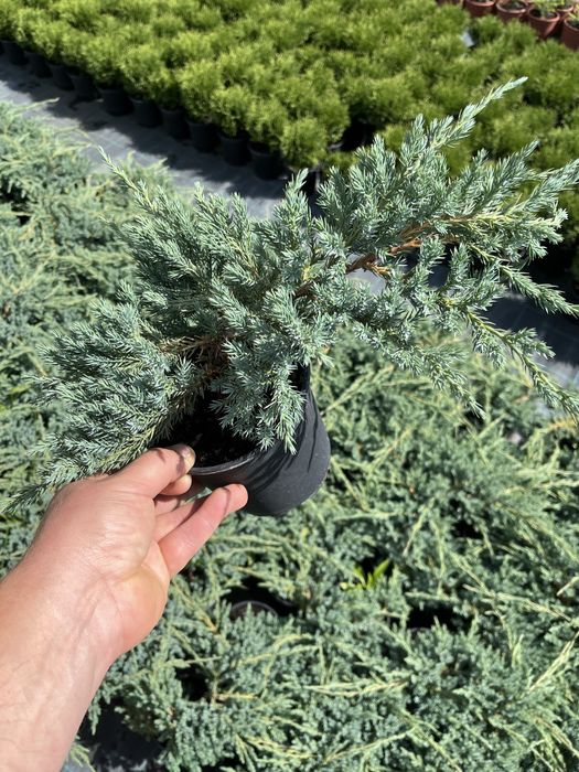 Ялівець blu carpet