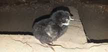 Kurczęta australorp