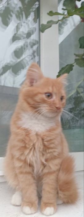 Риже щастя котик