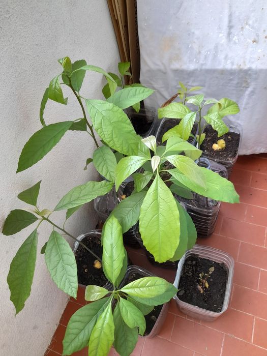Pés de abacateiro