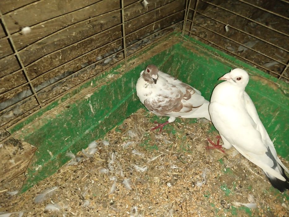 Likwidacja gołębi pocztowych