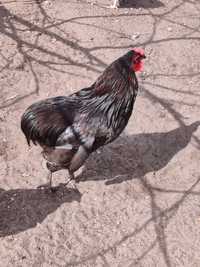 Koguty Araucana.