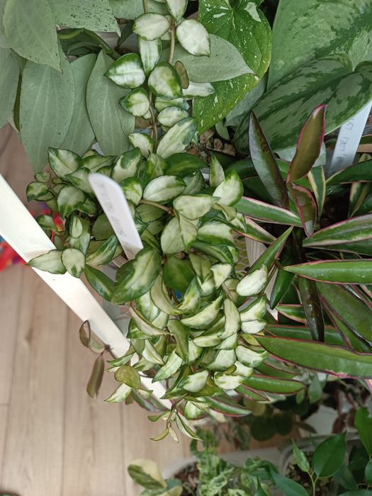 Hoya lacunosa Bruno tricolor