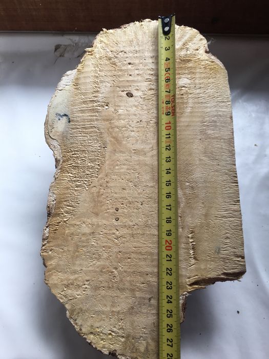 Кап клена яменелистого.