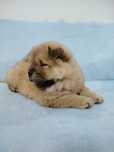 Rudy Piesek Chow Chow