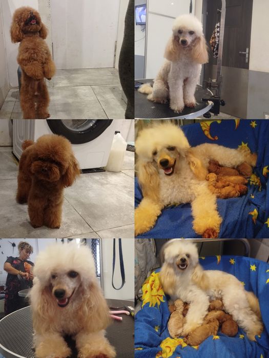 Pudel toy aprcot/ toffi sunia