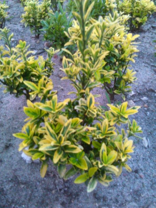 Arbustos para fazer Sebes ( Euonymus )