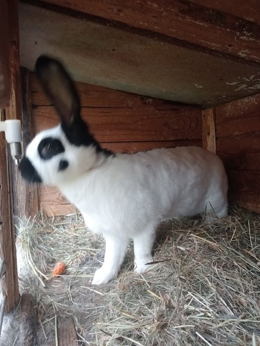 Samica srokacza zakocona