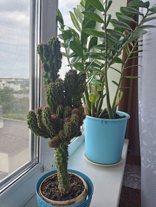 Кактус Цериус  35см