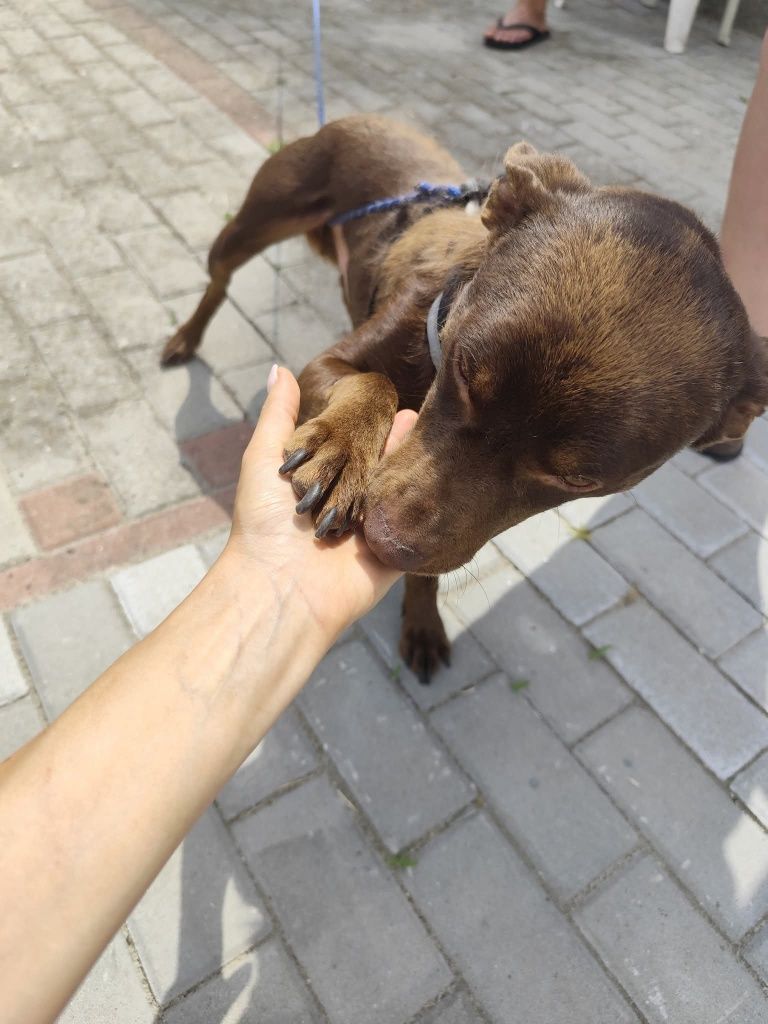 Ego cudowny piesek prosi o szansę, 3 letni czekoladowy samczyk
