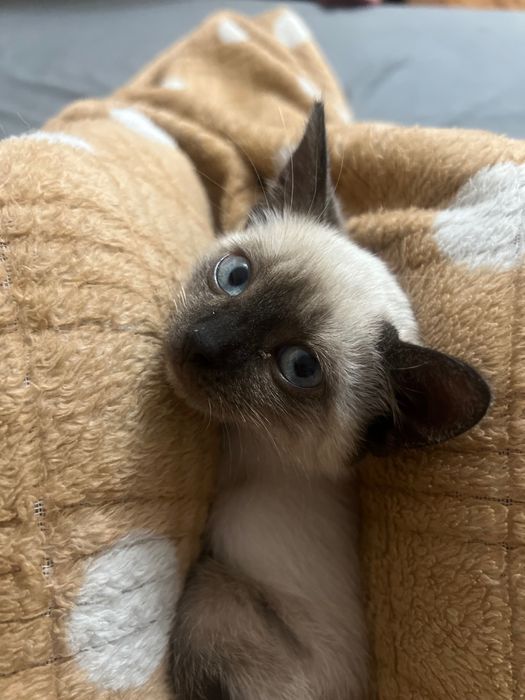 Сіамська кішка місяців 8