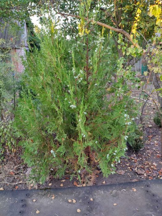 Саженцы: Туя западная и Самшит садовый (лекарственный)