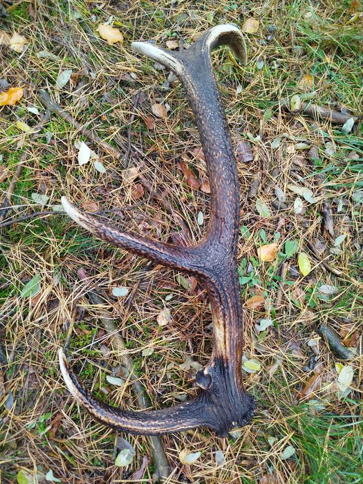 Poroże róg jelenia duży