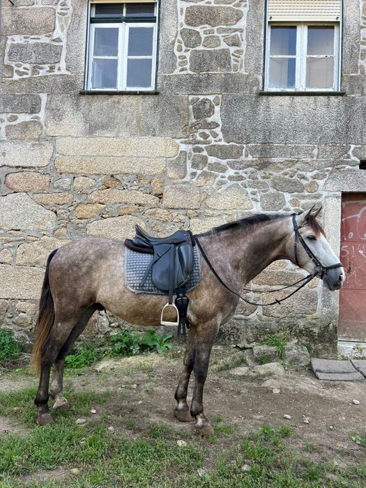 Cavalo russo.