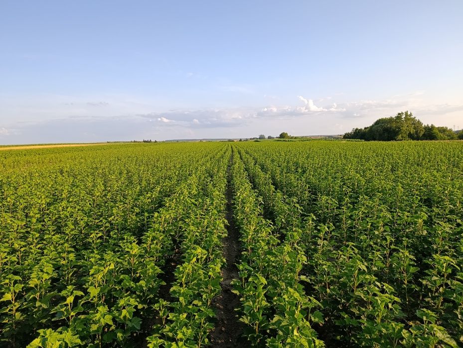 Sadzonki porzeczki Czerwonej -dokumenty Jesien 2025