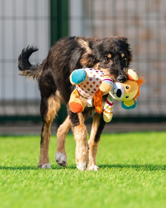 Щенок бесплатно в добрые руки