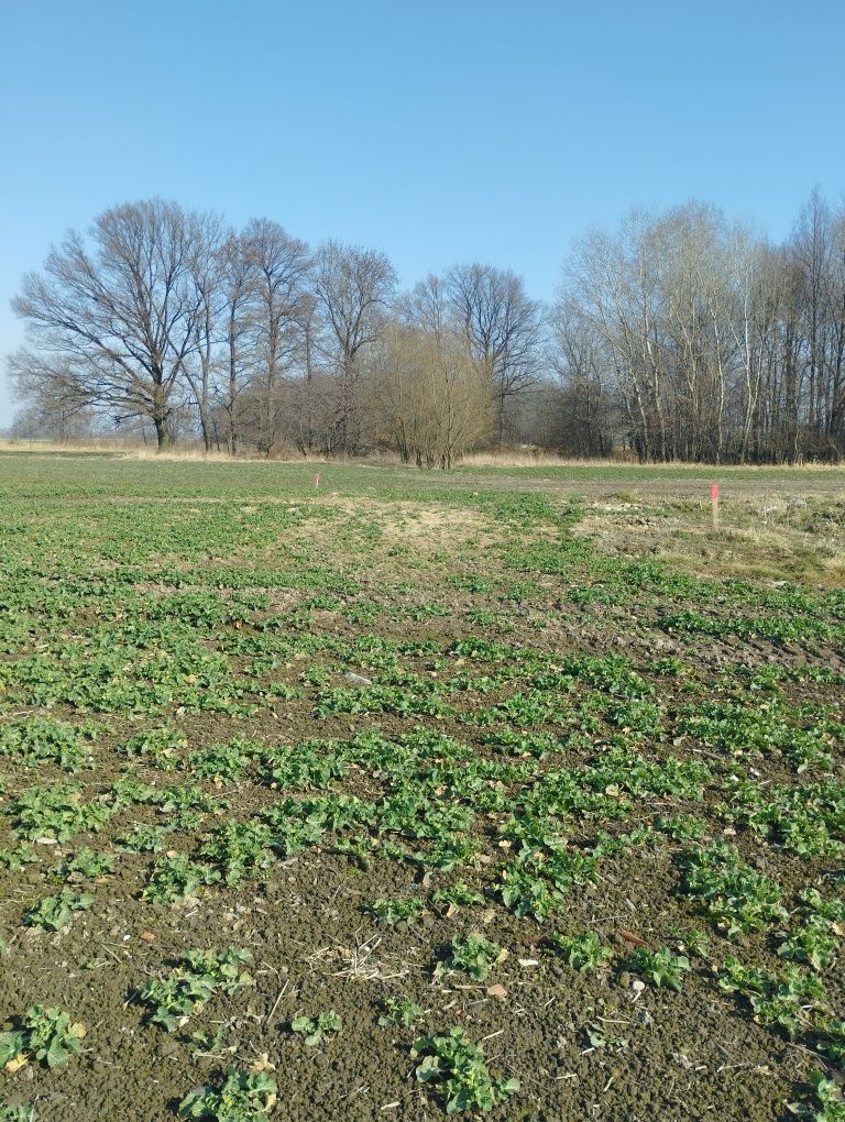 Działka/działki budowlane dolnyślask Lusina-Strzegom