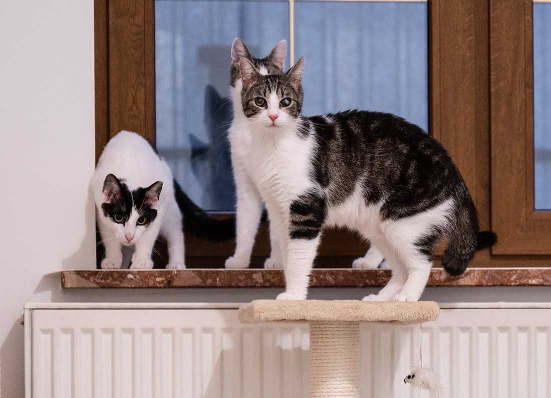 Kot do adopcji - BOBI, 1 rok