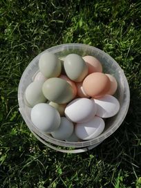 Świeże jajka zielone i zwykłe