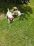 Jack russel terier suczka