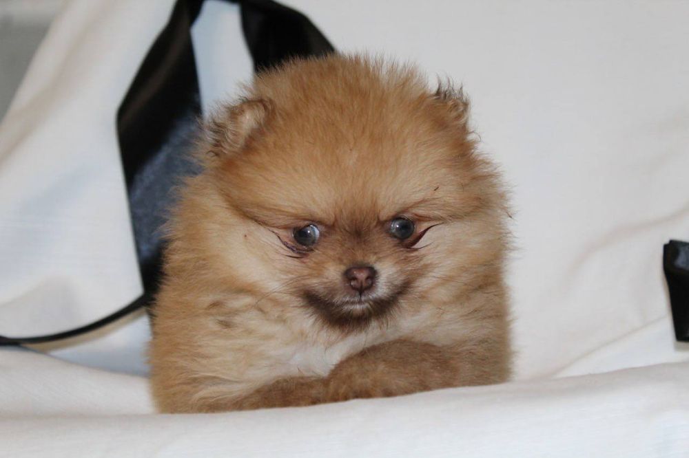 Бомбезні міні шпіцулі