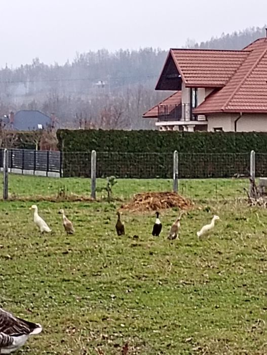 Sprzedam kaczki biegusy