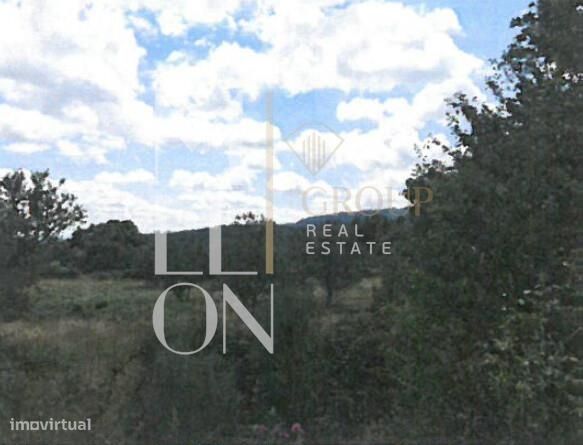 Terreno de Pinhal, Carvalhos e Oliveiras-  112